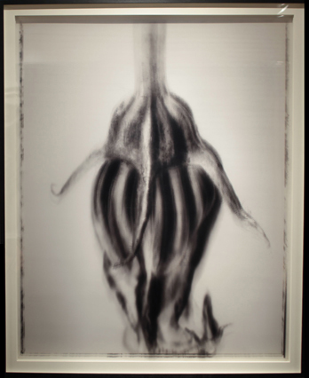 Nature morte (fleur courgette) II